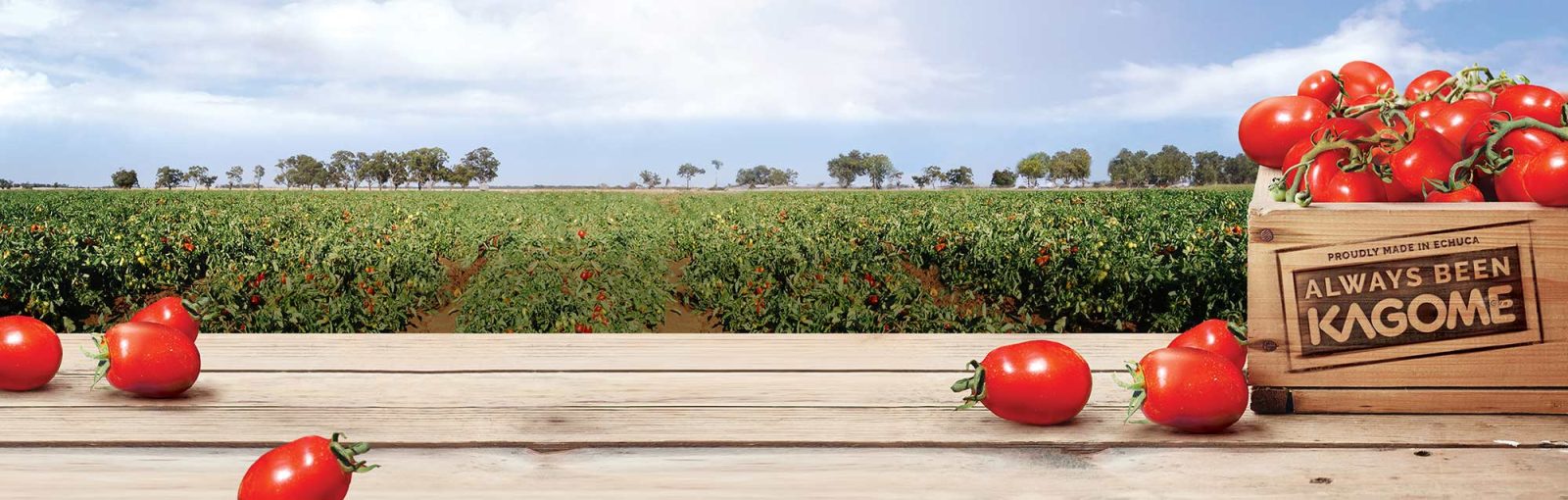 Kagome tomato field near Echuca with a crate reading Always Been Kagome